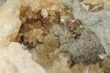 Fossil Clam with Fluorescent Calcite Crystals - Ruck's Pit, FL #194212-1